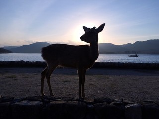 A Shadow of Dear in Miyajma, Japan