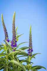Purple salvia spikes on sky blue background