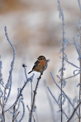 Schwarzkehlchen (Saxicola rubicola) in ungewöhnlicher Winterlandschaft