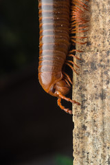 close up of the millipede walkking on wood