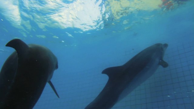 Dolphins Swimming Queue Up Underwater