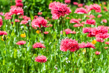 Alhambra,Granada, Spain

