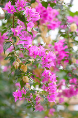 Fototapeta premium Pink Flower