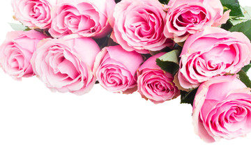 pink  rose buds