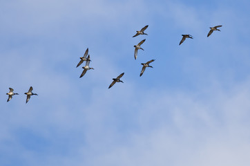 Flock of American Wigeons Flying in a Cloudy Sky