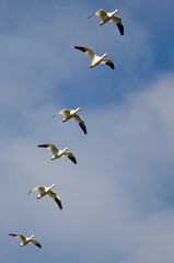 Flock of Snow Geese Flying in a Cloudy Sky