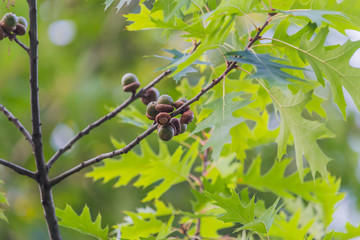 Acorns getting ready informing about the end of summer