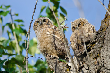 Young Owlet High In Its Nest Looking Across The Tree Tops