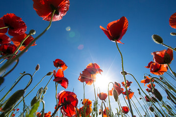 Poppy flower