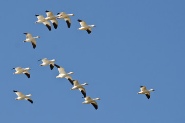 Fototapeta premium Flock of Snow Geese Flying in a Blue Sky