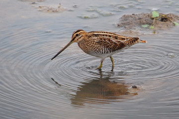 Bekassine (Gallinago gallinago)