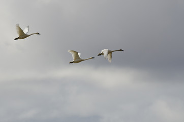 Fototapeta na wymiar Three Tundra Swans Flying in a Cloudy Sky