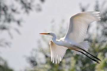 Silberreiher (Ardea alba)