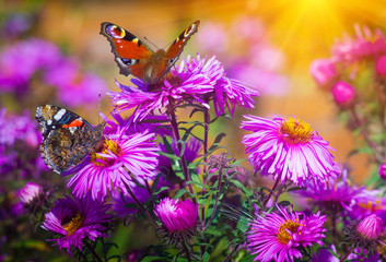 Butterfly closeup on a wild flower. Summer nature background.