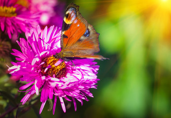 Butterfly closeup on a wild flower. Summer nature background.