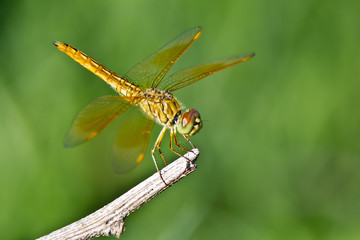 Dragonfly macro