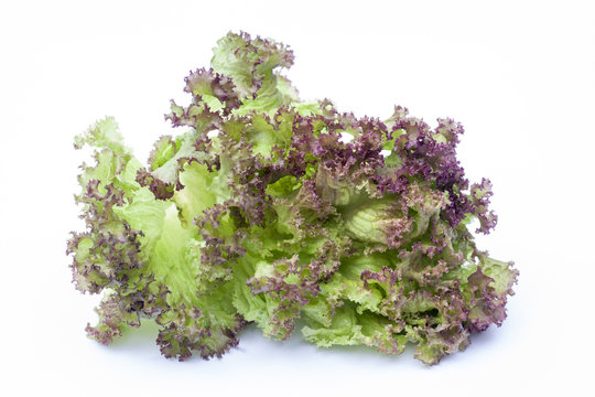 Lollo Rossa, lettuce isolated on white background, selective focus