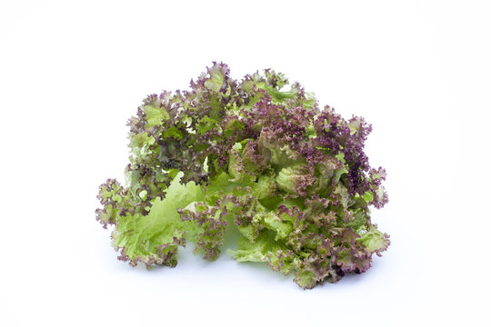 Lollo Rossa, lettuce isolated on white background, selective focus