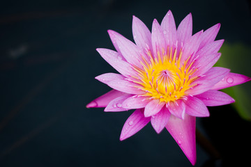 Pink Water Lily or lotus