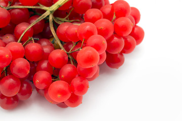 red berries of viburnum
