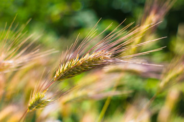 Close-up of a barley ears in summer time at sunshine.