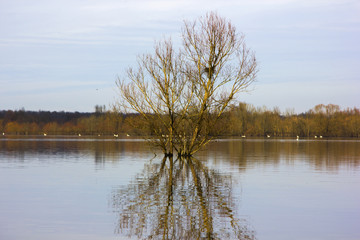 Lonely tree in a flooded field in Lonjsko polje, Croatia