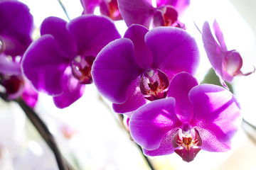 orchids