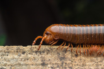 close up of the millipede walking
