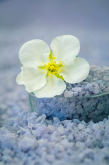 Fototapeta na wymiar sea salt and white flower