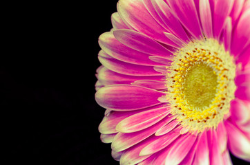 pink gerber flower