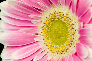 pink gerber flower