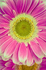 pink gerber flower