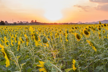 beautiful sunflowers in spring field