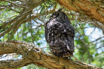 Spotted Eagle-Owl (Bubo africanus)