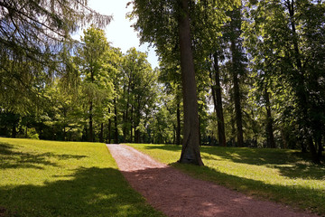 Fototapeta na wymiar path in the forest park