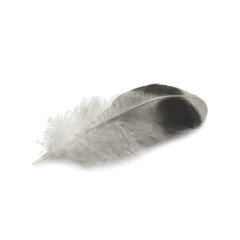bird feather