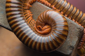 close up of the millipede walking