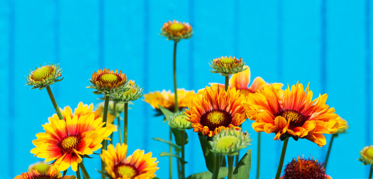 Kokardenblumen