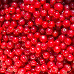 Background of red currant