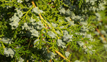 Хвойная свежесть