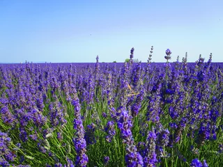 Tuinposter lavendel © Fred