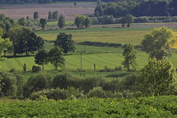 Fototapeta na wymiar summer rural landscape with a field