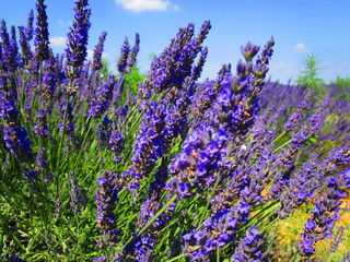 Obraz premium lavande