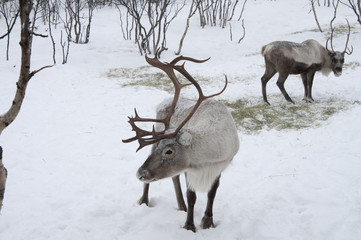 reindeer in snow © anjokan