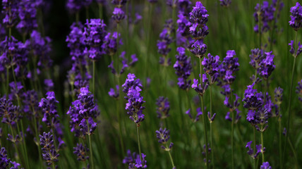 Naklejka premium Lavender Field in the summer