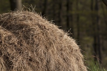 Hay stack