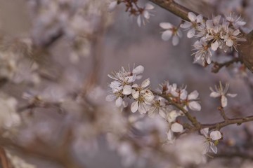 Beautiful flowering Japanese cherry