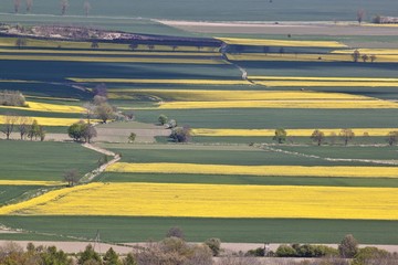 Fototapeta premium Rape fields - aerial view