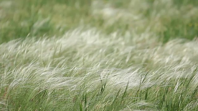 spring field of feather grass that sways in the wind