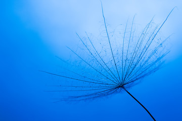 Fototapeta na wymiar close up of dandelion on the blue background